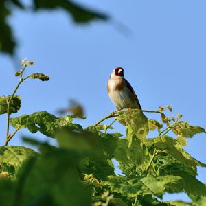 European Goldfinch