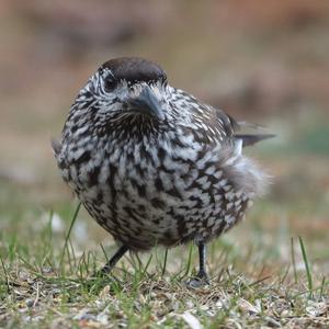 Spotted Nutcracker