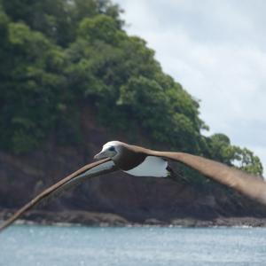 Brown Booby