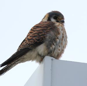 American Kestrel