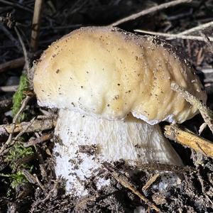 King Bolete