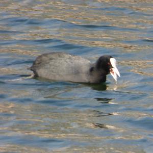 Common Coot