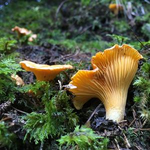 Chanterelle, Common