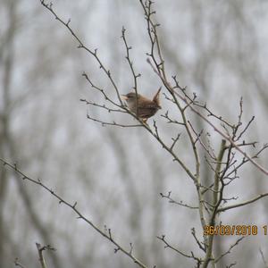 Winter Wren