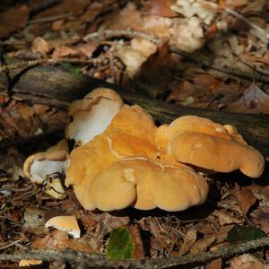 Hedgehog Fungus, Common