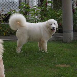 Great Pyrenees