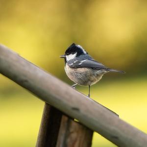 Coal Tit