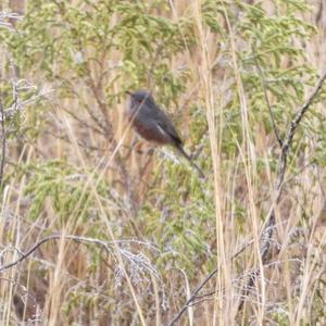 Dartford Warbler