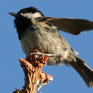 Coal Tit