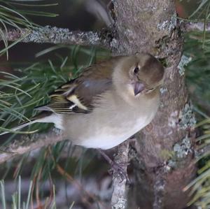 Eurasian Chaffinch