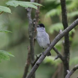 Blackcap