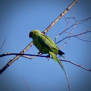 Rose-ringed Parakeet