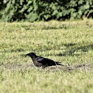 Carrion Crow