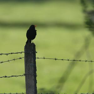 Eurasian Blackbird