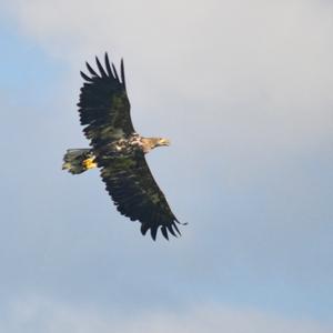 White-tailed Eagle