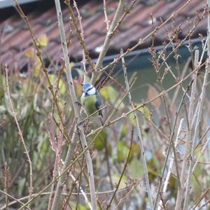 Blue Tit