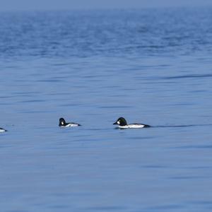 Common Goldeneye