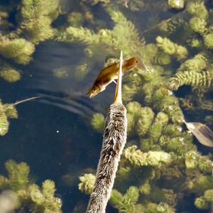 Amerikanischer Schlangenhalsvogel