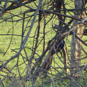 Great Spotted Woodpecker