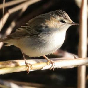 Sedge Warbler