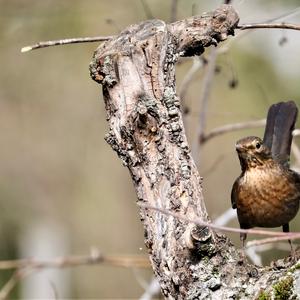 Eurasian Blackbird