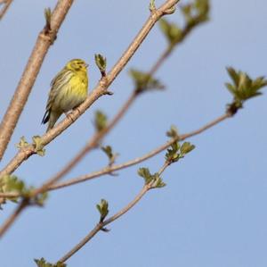 European Serin