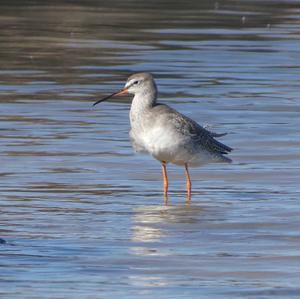 Dunkler Wasserläufer