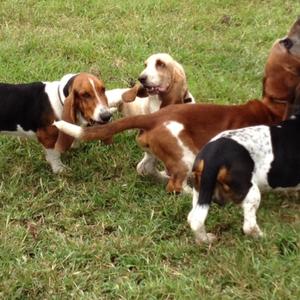 Basset Hound