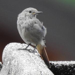 Black Redstart