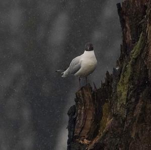 Black-headed Gull