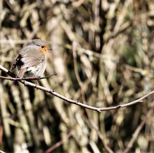 European Robin