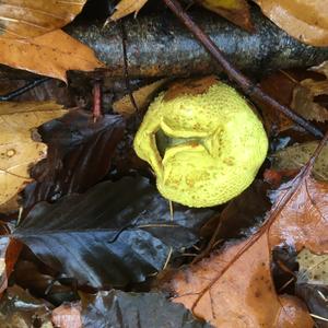 Pigskin Poison Puffball