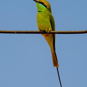 European Bee-eater