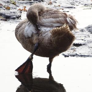 Mute Swan