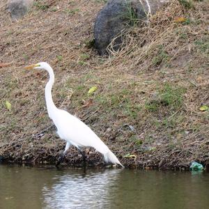 Great Egret