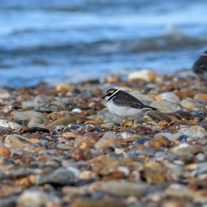 Kentish Plover