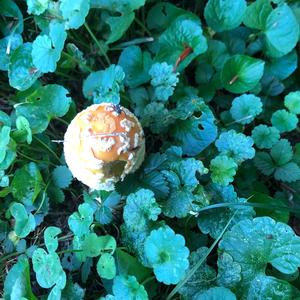 Fly Agaric