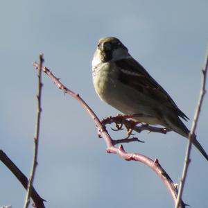 House Sparrow