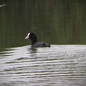 Bläßhuhn