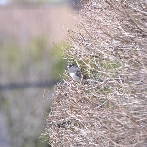 Dark-eyed Junco