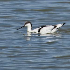 Pied Avocet