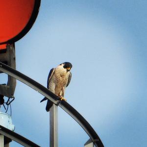 Peregrine Falcon