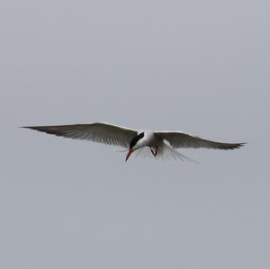 Common Tern