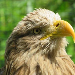 White-tailed Eagle