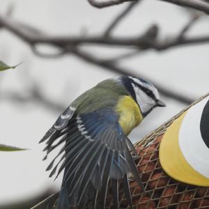 Blue Tit