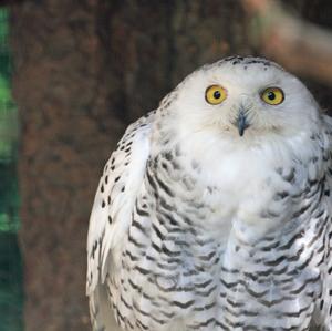 Snowy Owl