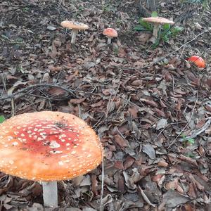 Fly Agaric