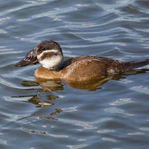 White-headed Duck