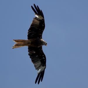 Red Kite