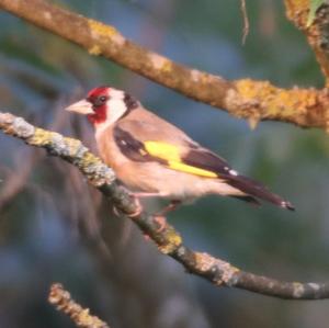 European Goldfinch